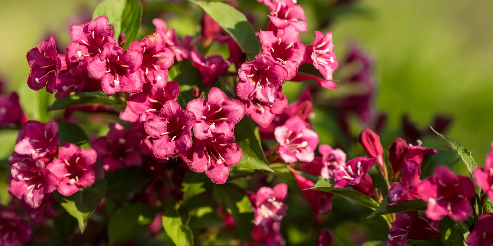 weigela deer resistant