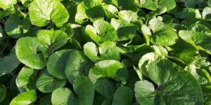 nsylvania Ground Cover Plants