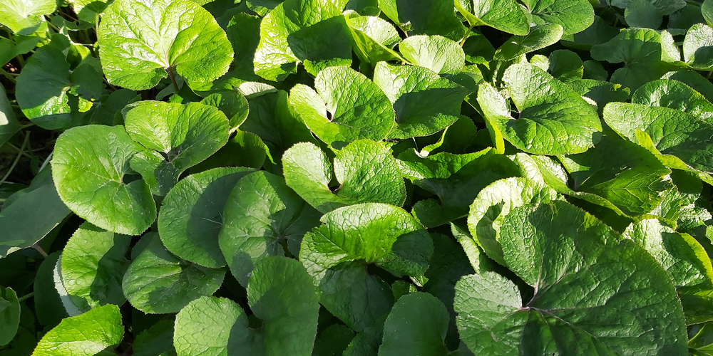 Pennsylvania Ground Cover Plants