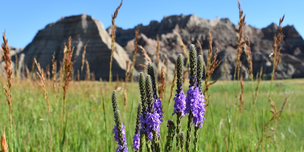 Drought Resistant Flowers for Colorado