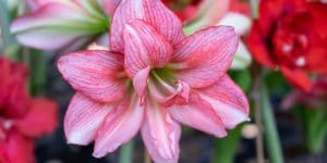 Do Amaryllis Bulbs Multiply?