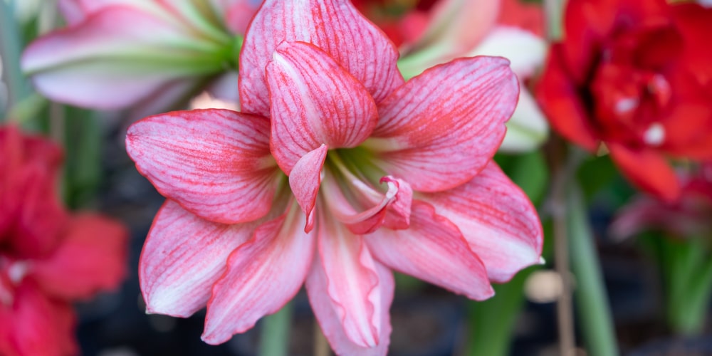 Do Amaryllis Bulbs Multiply?