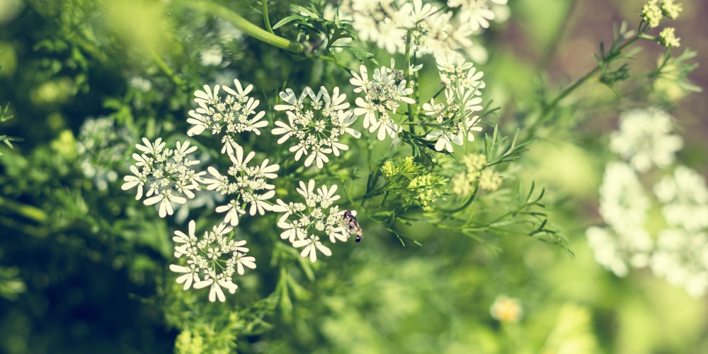 Plant That Smells Like Licorice