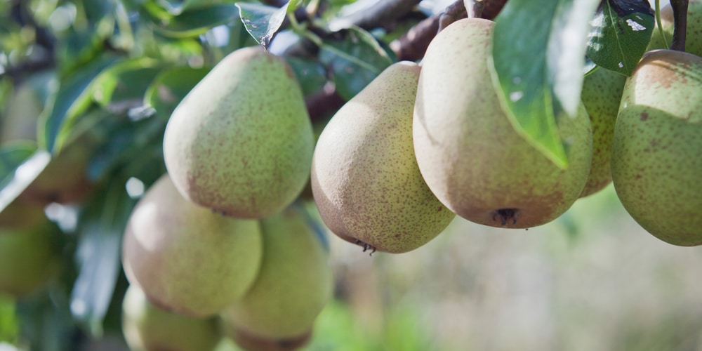 Pear Trees for Zone 6