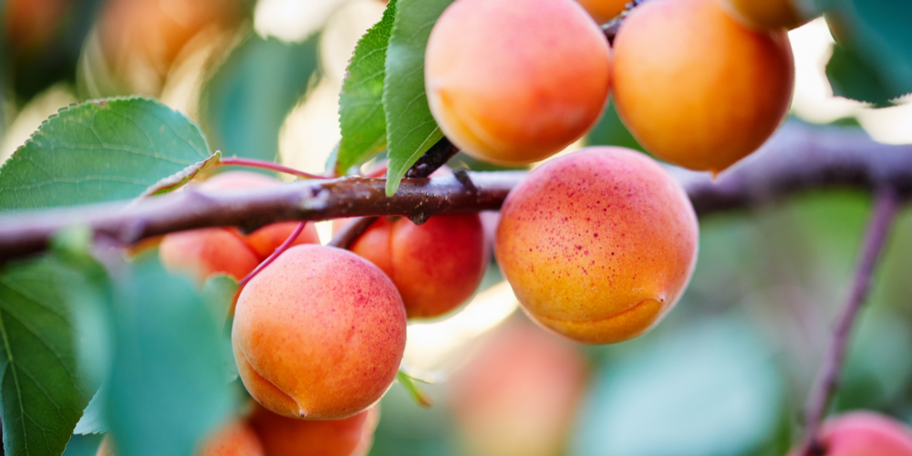 Do Apricot Trees Grow in Virginia?