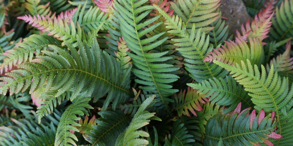 ferns for zone 9