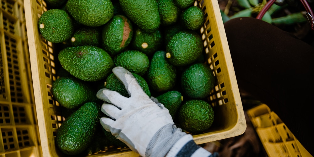 Growing Avocados in Georgia