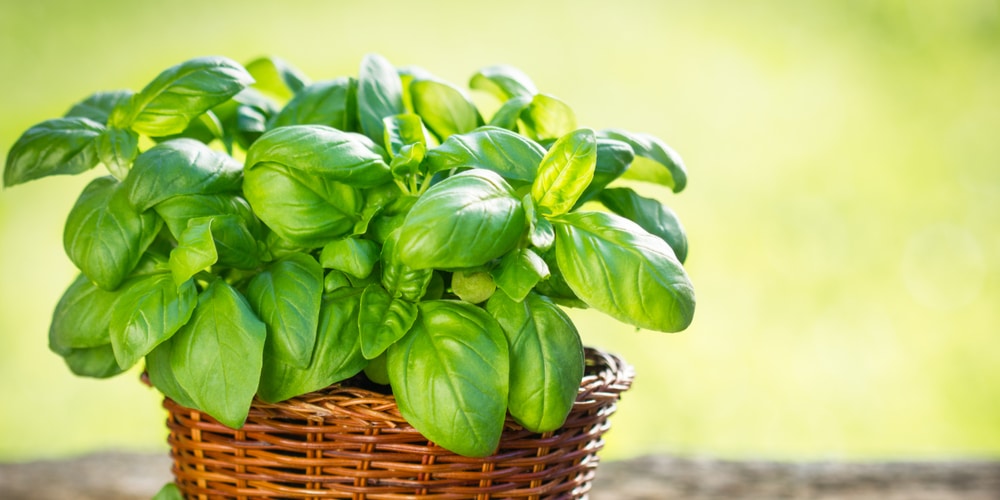 When To Plant Basil In Texas