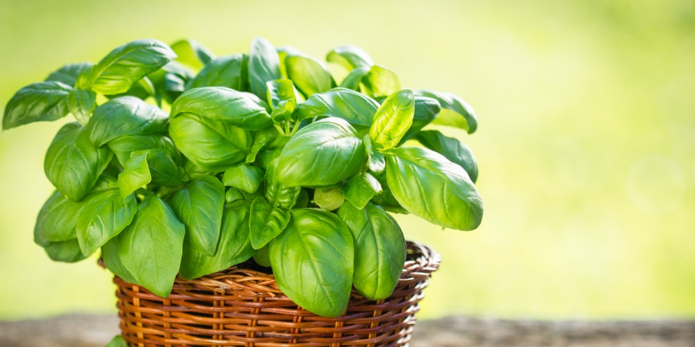 Reviving A Basil Plant