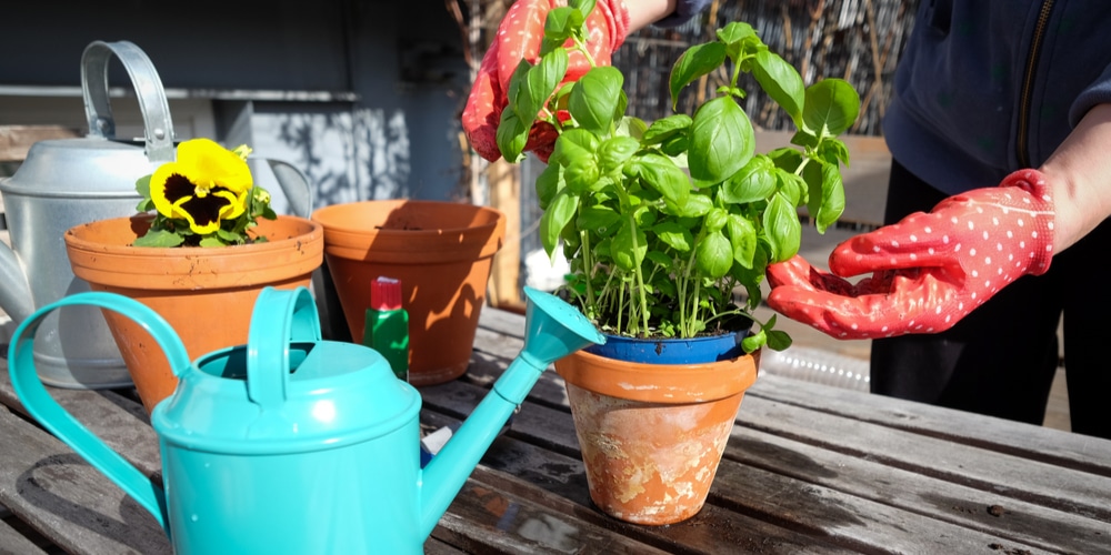 When To Plant Basil In Texas