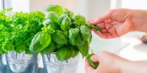 Basil Leaves Curling