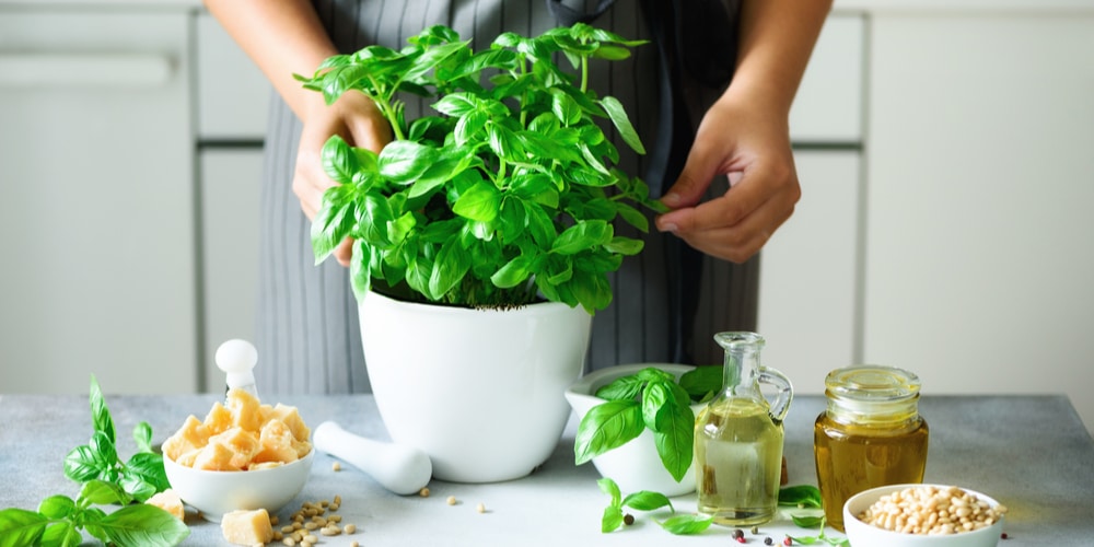 How Far Apart To Plant Basil Plants