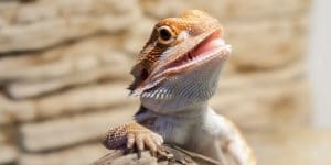 Can Bearded Dragons Eat Kiwi?