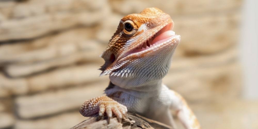 Can Bearded Dragons Eat Kiwi?