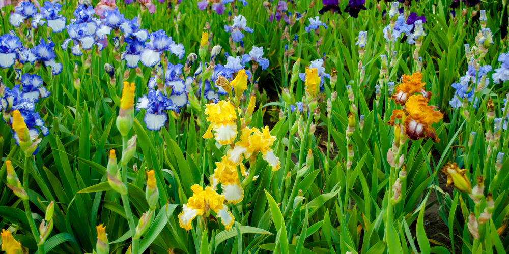 When to Plant Iris Bulbs in Oregon