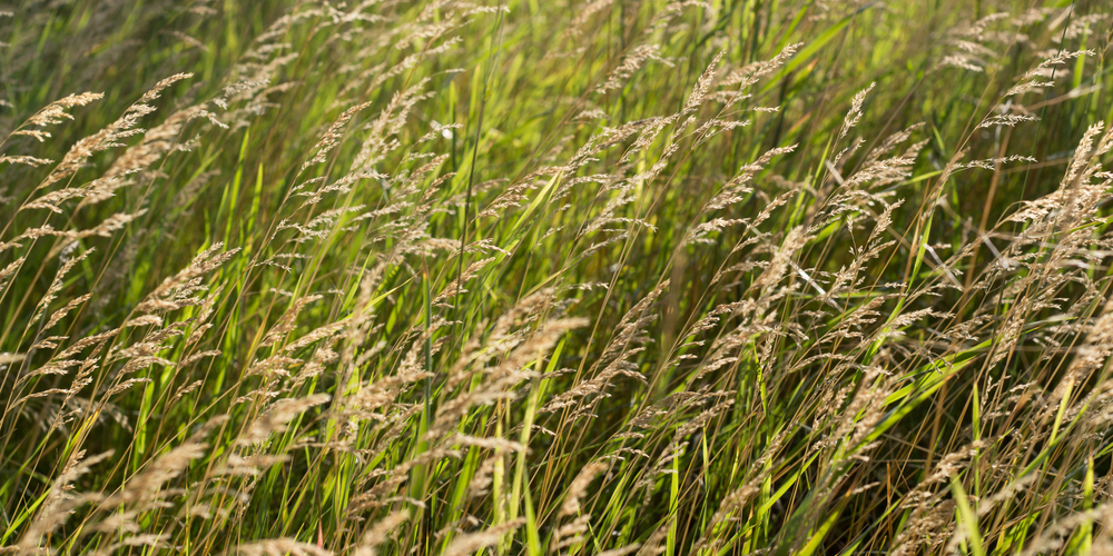 ornamental grasses colorado