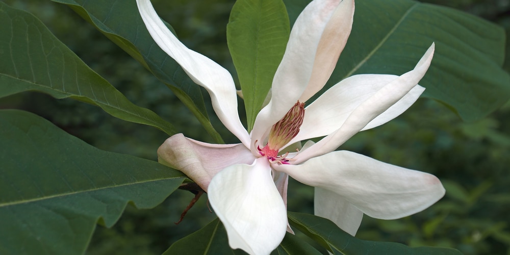 When Do Magnolia Trees Bloom in Florida?