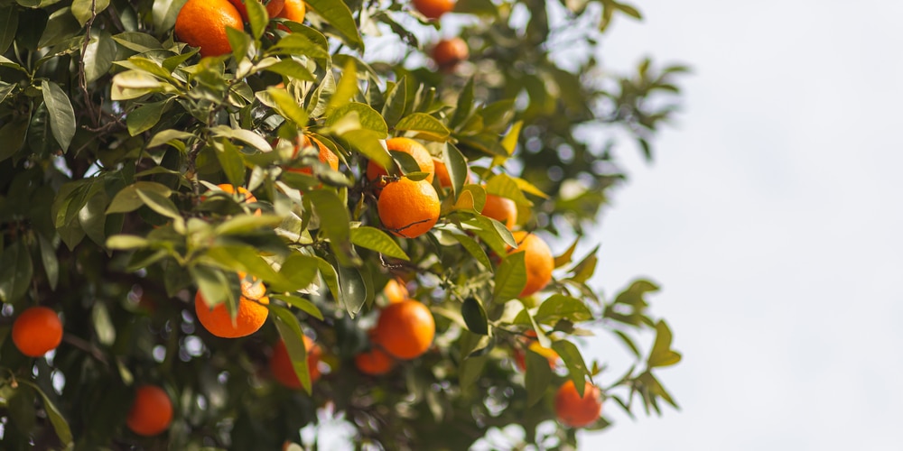 can you grow blood oranges in Florida