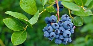 How wide do blueberry bushes get