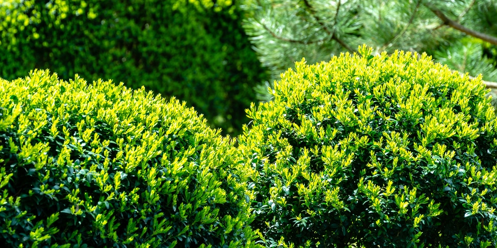 boxwood spacing