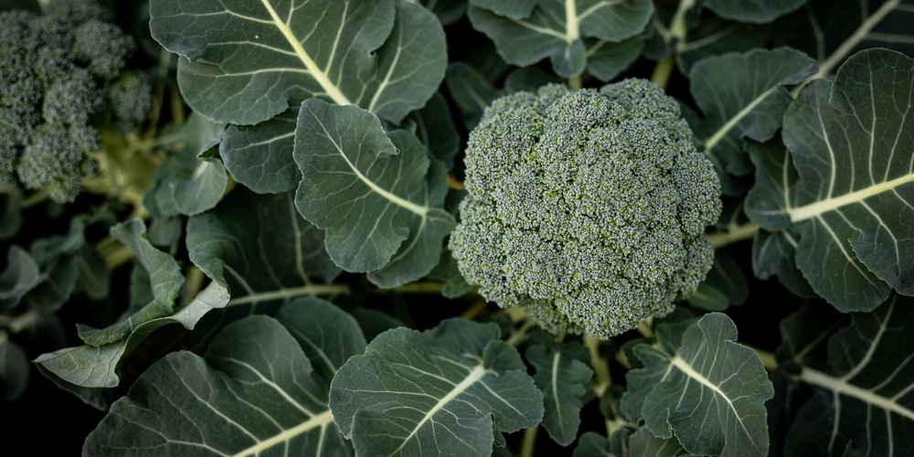 growing broccoli in 5 gallon buckets