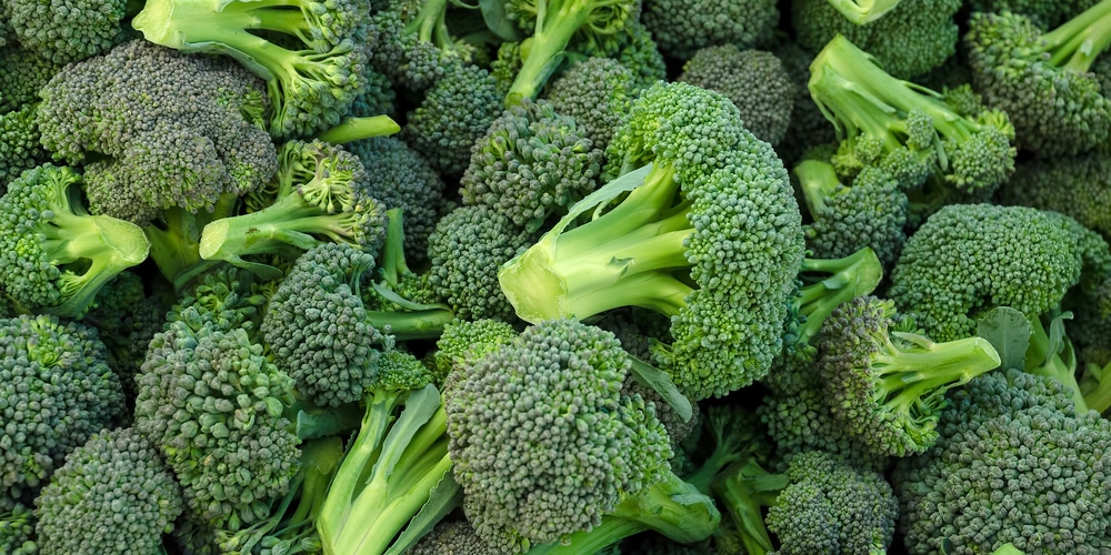 growing broccoli in 5 gallon buckets