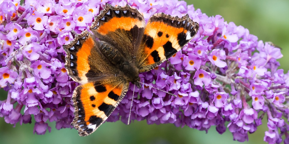 are butterfly bushes poisonous to dogs