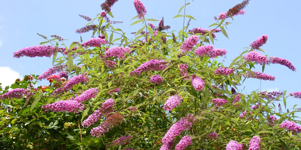 are butterfly bushes poisonous to dogs