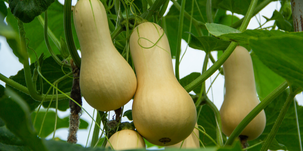 When to Harvest Butternut Squash