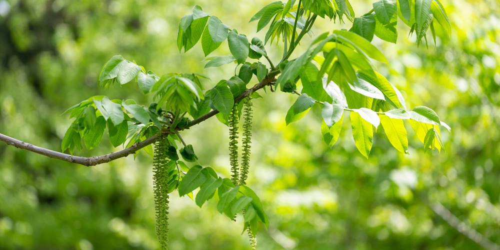 Zone 4 Nut Trees