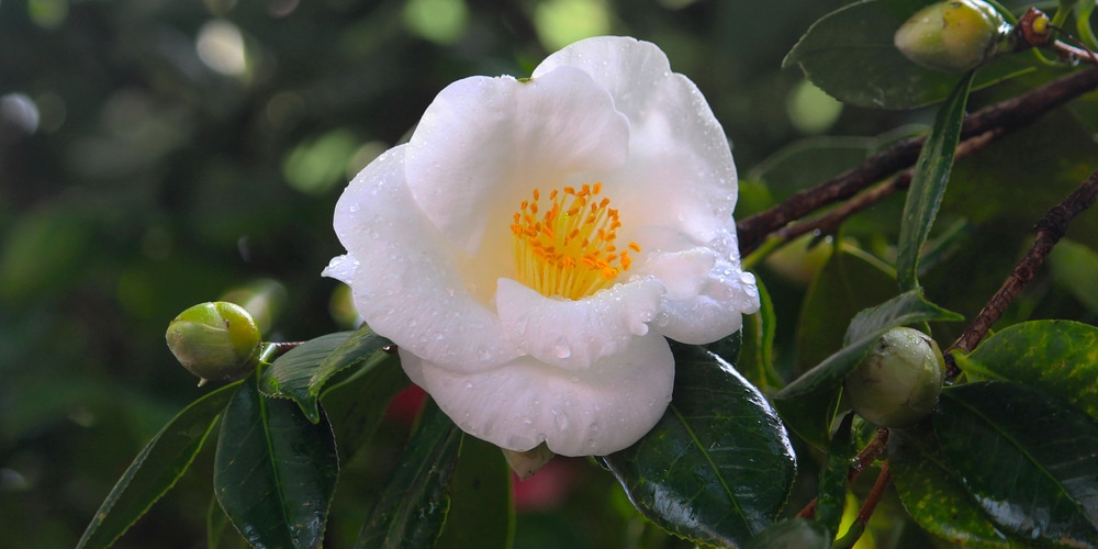 Cold Hardy Camellias Zone 5
