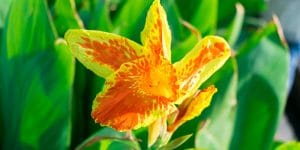 Do Rabbits Eat Canna Lilies?