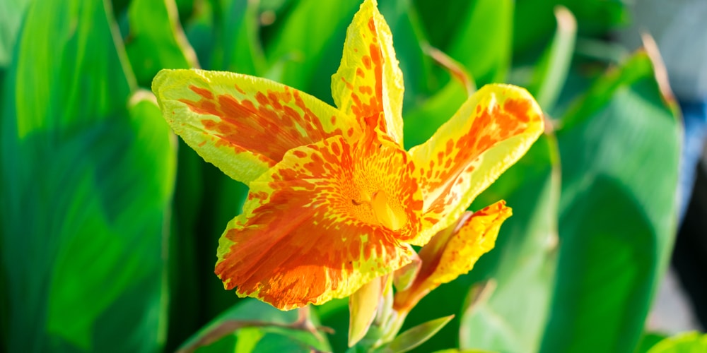 canna cleopatra