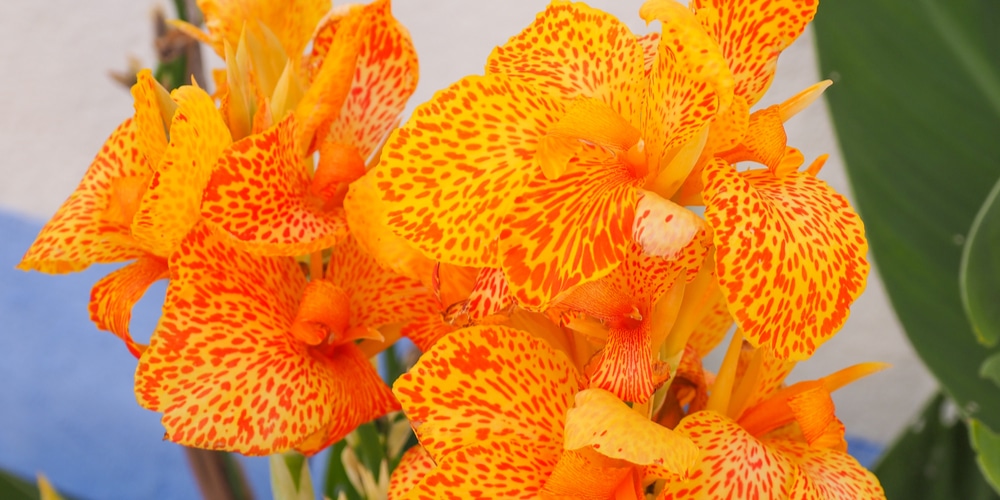 Image of Canna flower in zone 6