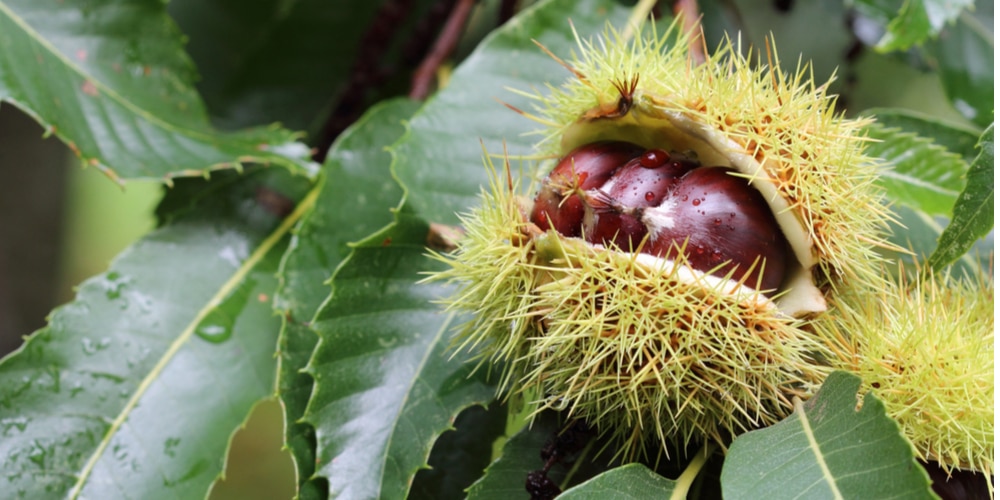 Native Nut Trees in Virginia