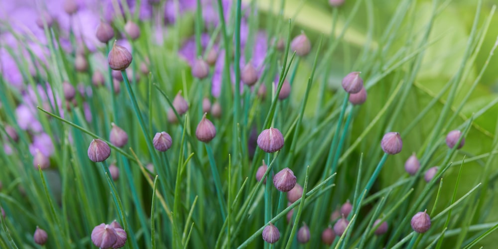 Herbs for Zone 8