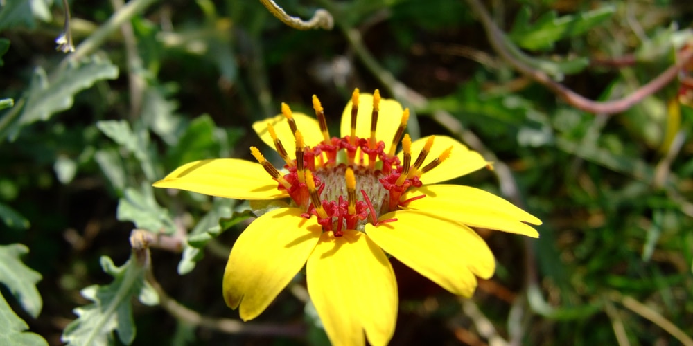 Drought Resistant Flowers Colorado