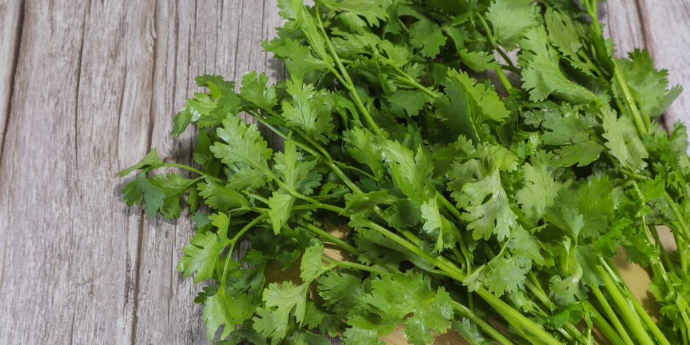 Cilantro Plant Wilting