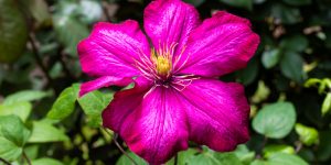 can clematis be grown in a pot