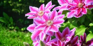 can clematis be grown in a pot