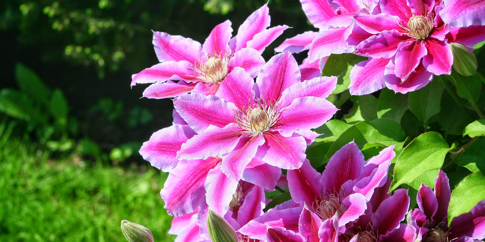 Can clematis grow in shade?