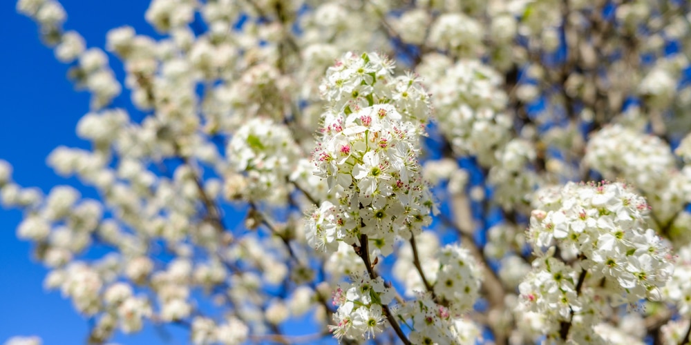 Does The Cleveland Pear Tree Produce Fruit?