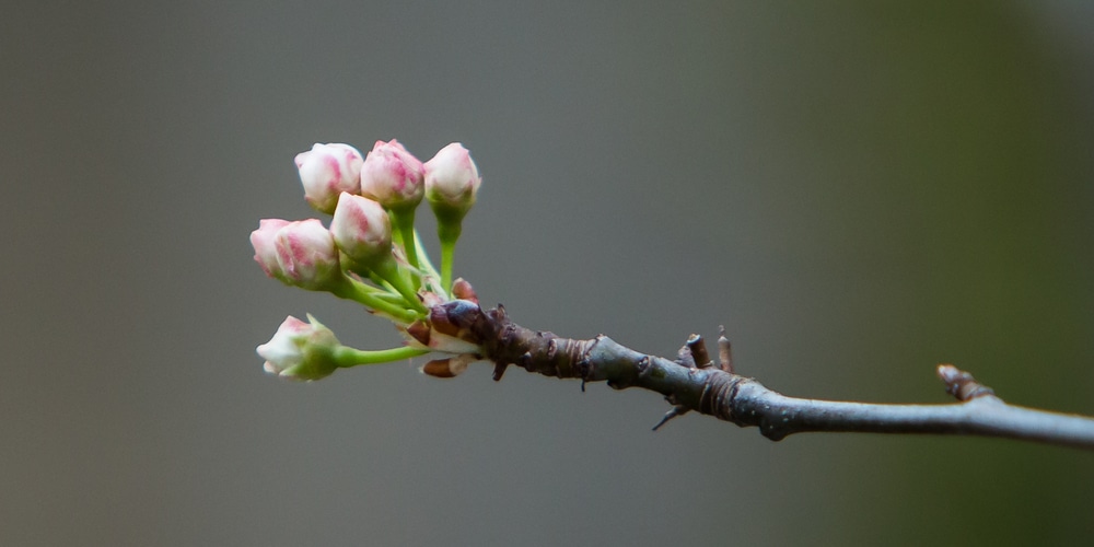 Cleveland Pear vs Bradford Pear