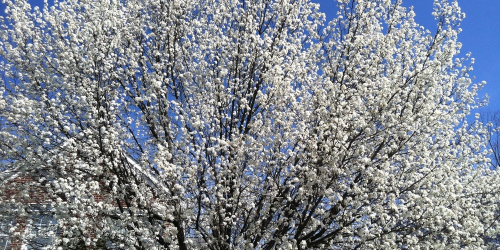 small trees with white flowers