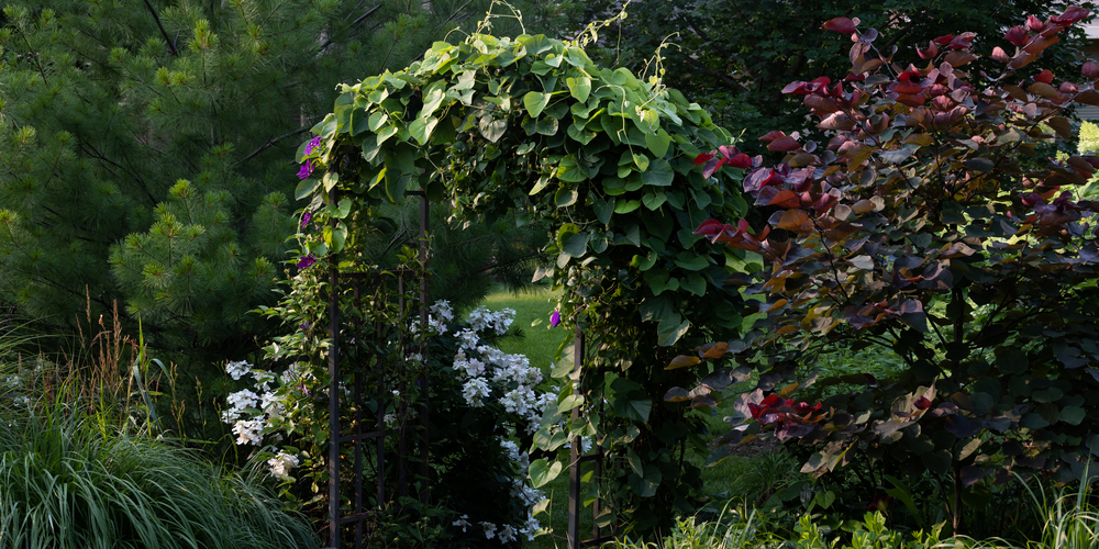 Climbing Hydrangea Winter