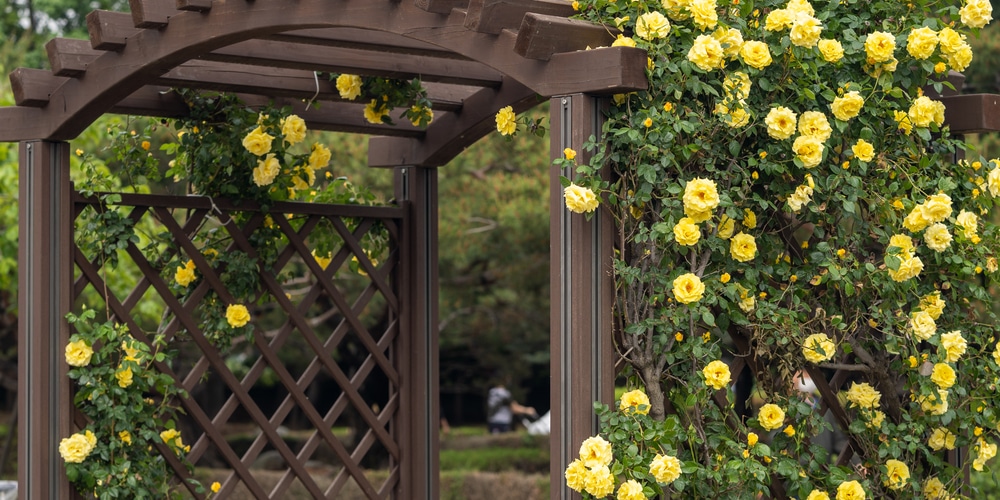 Climbing Roses Zone 8