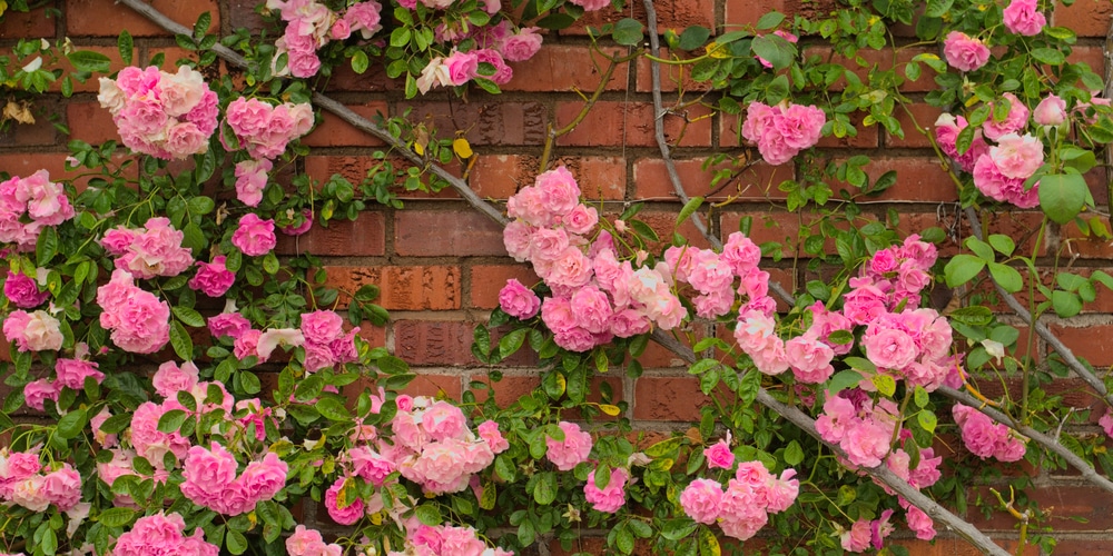 Growing Roses in USDA Hardiness Zone 9