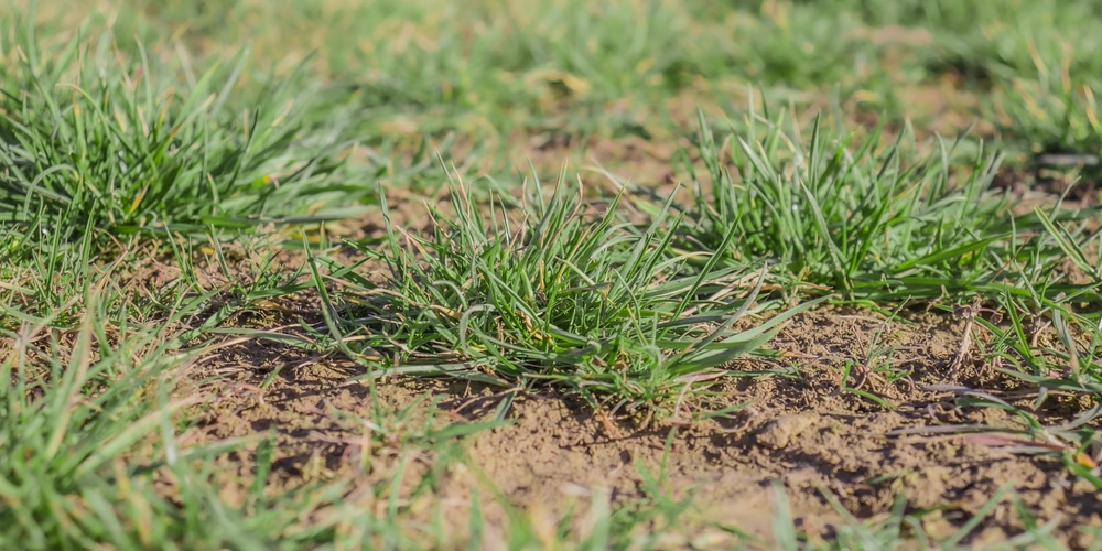 dry spots in lawn