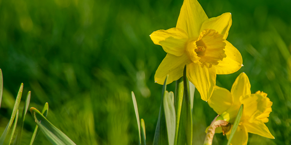 can you leave daffodil bulbs in the ground all year
