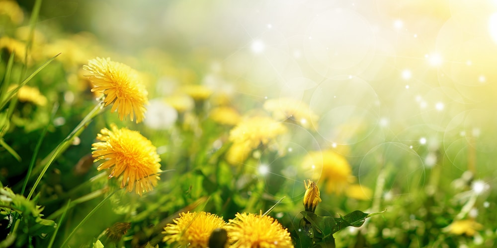 small yellow flowers in grass